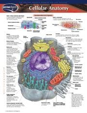Tapa de Cellular Anatomy