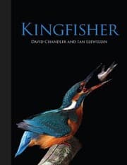 Tapa de Kingfisher
