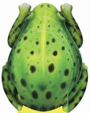 Tapa de Little Frog