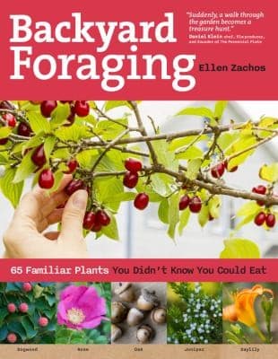 Tapa de Everyday Foraging