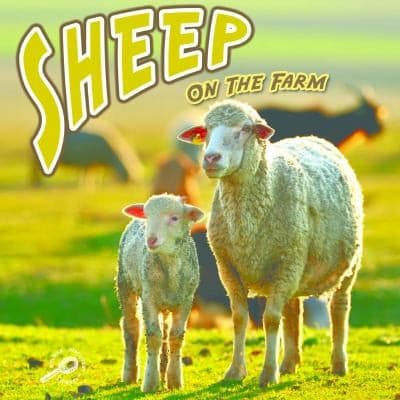 Tapa de Sheep On The Farm