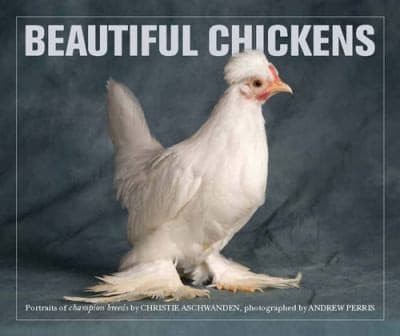Tapa de Beautiful Chickens