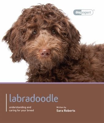 Tapa de Labradoodle  Dog Expert