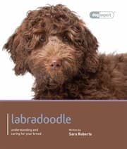 Tapa de Labradoodle  Dog Expert