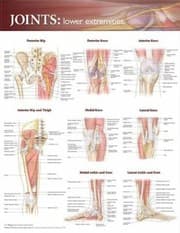 Tapa de Joints of the Lower Extremities Anatomical Chart