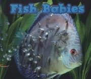 Tapa de Fish Babies
            
                Acorn Animal Babies