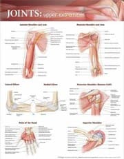 Tapa de Joints of the Upper Extremities Anatomical Chart