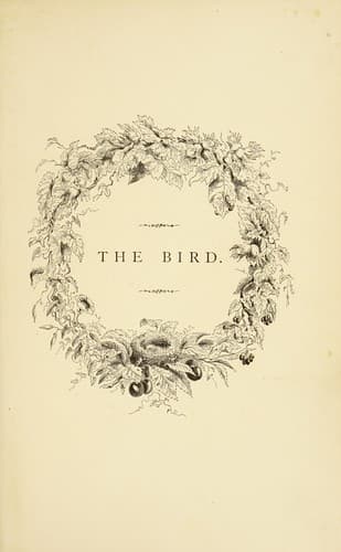 Tapa de The bird