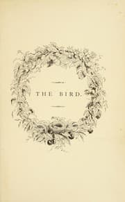 Tapa de The bird