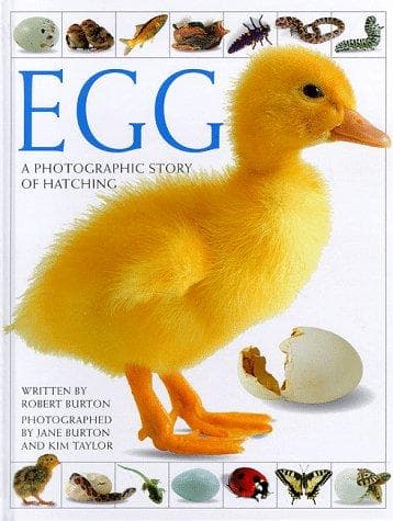 Tapa de Egg