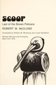 Tapa de Scoop, last of the brown pelicans