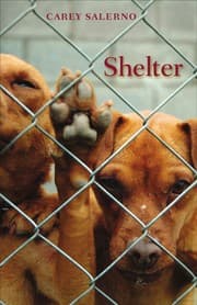 Tapa de Shelter