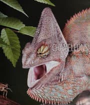 Tapa de Chameleons