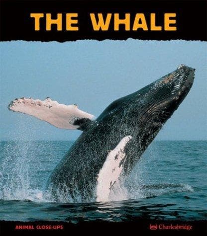 Tapa de The Whale
