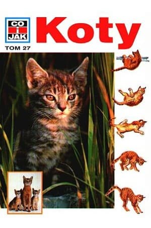 Tapa de Koty