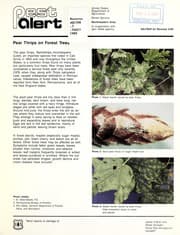 Tapa de Pear thrips on forest trees