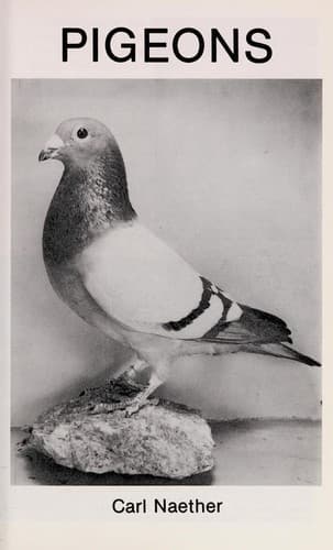 Tapa de Pigeons