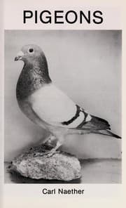 Tapa de Pigeons