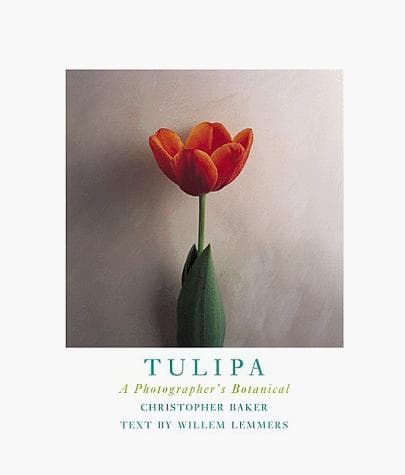Tapa de Tulipa