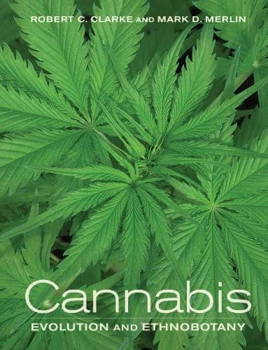 Tapa de Cannabis: Evolution and Ethnobotany