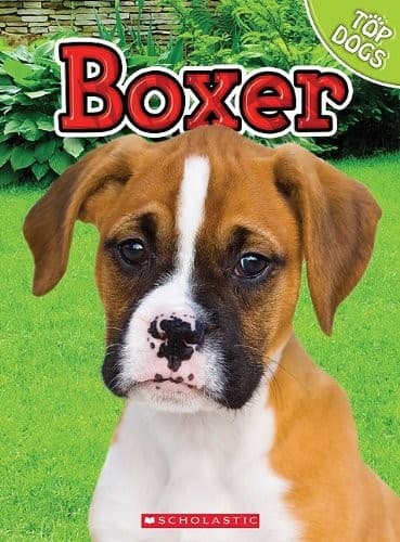 Tapa de Boxer