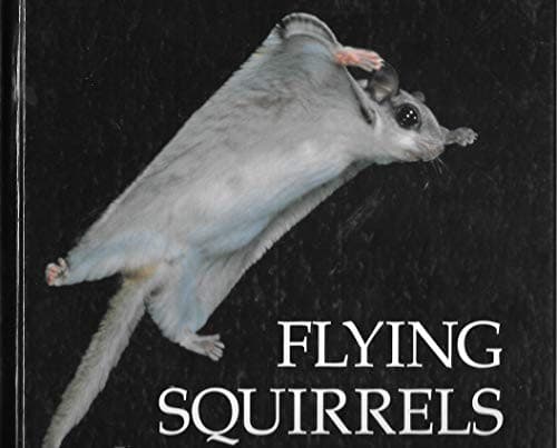 Tapa de Flying squirrels