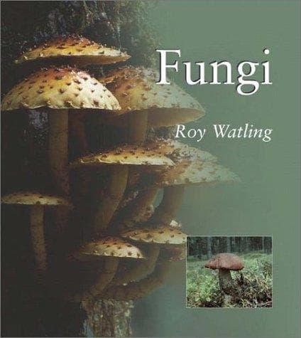 Tapa de FUNGI