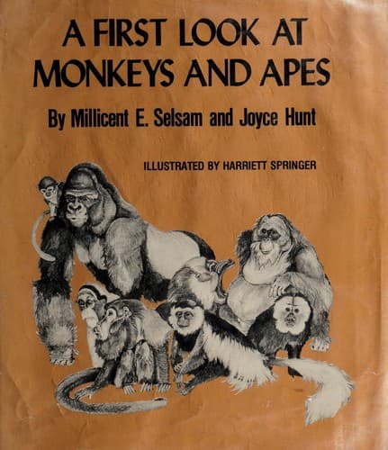 Tapa de A first look at monkeys and apes