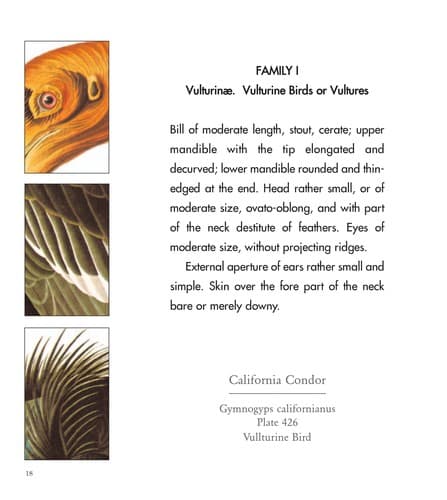 Tapa de Audubon's Birds