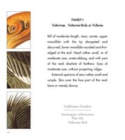 Tapa de Audubon's Birds
