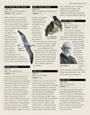 Tapa de Bird