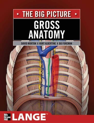 Tapa de Gross anatomy