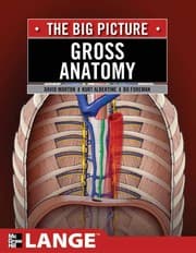 Tapa de Gross anatomy
