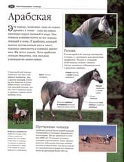 Tapa de Illi͡ustrirovannai͡a ėnt͡siklopedii͡a loshadi i poni