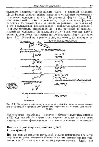 Tapa de Nejrohimiâ