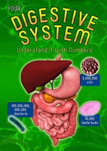 Tapa de Your Digestive System (Your Body by Numbers)