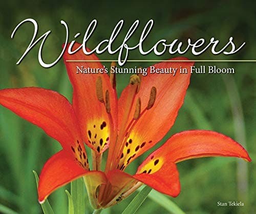 Tapa de Wildflowers