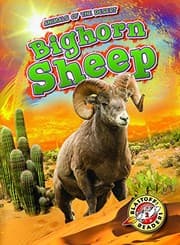 Tapa de Bighorn Sheep