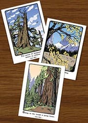 Tapa de John Muir Tree Assortment