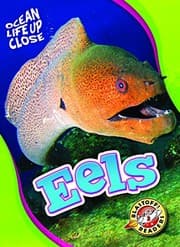 Tapa de Eels