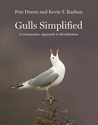 Tapa de Gulls Simplified