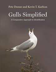 Tapa de Gulls Simplified
