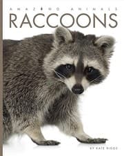Tapa de Raccoons
