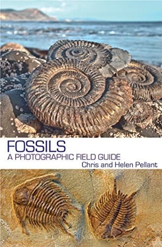 Tapa de Fossils