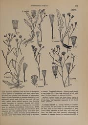 Tapa de The new Britton and Brown illustrated flora of the northeastern United States and adjacent Canada