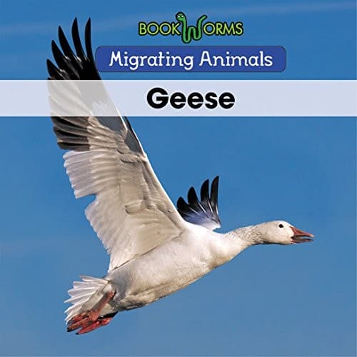 Tapa de Geese