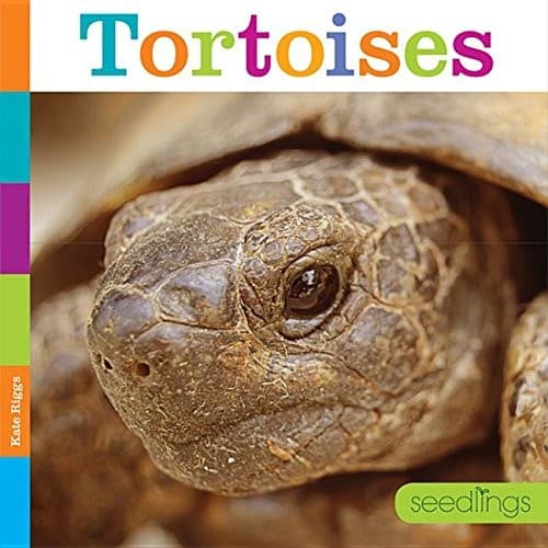 Tapa de Tortoises