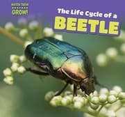 Tapa de The Life Cycle of a Beetle