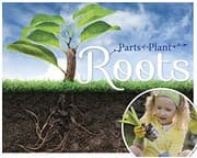 Tapa de Roots