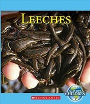 Tapa de Leeches